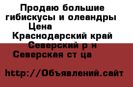 Продаю большие  гибискусы и олеандры › Цена ­ 1000-2000 - Краснодарский край, Северский р-н, Северская ст-ца  »    